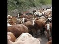 Goat herding in Agerola in the Lattari Mountains above the Amalfi Coast