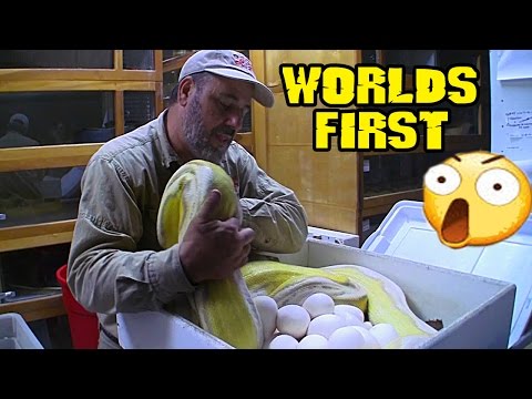 YouTube reptile video