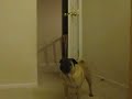 Crash---Shaping Close bedroom door