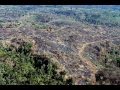 Exploração na mata atlântica