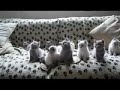 tiere