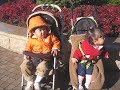 せんのすけ「パパママぼく」を歌う