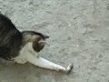 Mitzu se joaca cu chitzu :))  :)) :)) Manele-Gratis.net