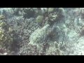 Hawksbill Turtle Nassau Bahamas photos by Carl Epstein