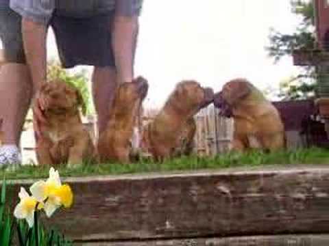 Bordeaux Pups