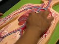 Artery Model Part I