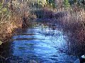 Max IV in the South Carolina Swamp