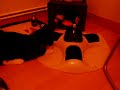 Biberon,cat,chat