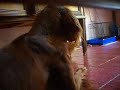 cute friendship between a dog and a little chick