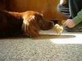 cute friendship between a dog and a little chick