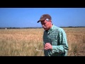 Rominger Brothers Farm - Wheat