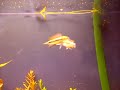 apistogramma trifasciata dance