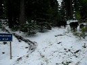 Ebbetts Pass Mooooovie