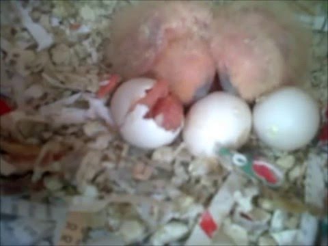 how to hatch love birds eggs