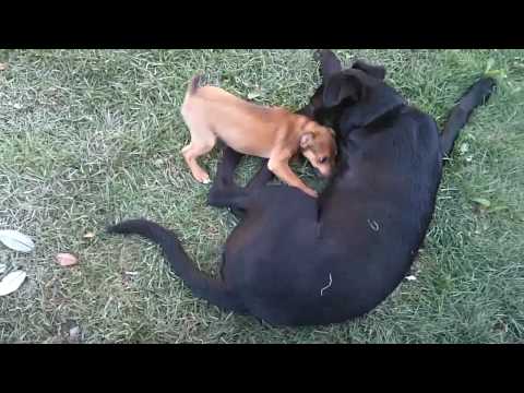 rotweiler