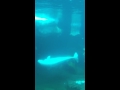 Sea world