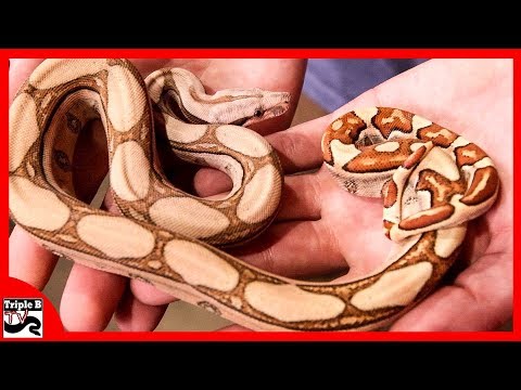 YouTube reptile video