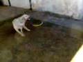 videos de perro gira cadena de plastico