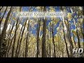 "AUTUMN FOREST RELAXATION" HEALING HD NATURE VIDEO ..