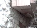 Gecko refuge