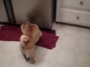 pizzookie and a laser pointer...