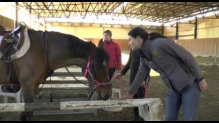 L'ippoterapia. Parte 1 - Il cavallo