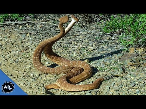 YouTube reptile video