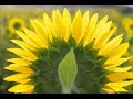 Kiss the Rain (Yiruma)