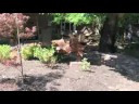Garden Meditation