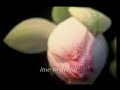 The heart of the lotus / chica The heart of the lotus / chica