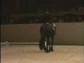 GOFFERT 369 Tribute (KFPS Friesian Stallion)