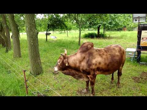 Zwergzebus - Lindenhof Thüringen - 25.05.2018