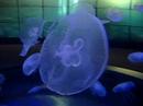 Jellyfish Jellyfish