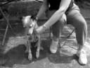 Blueberry-ADOPTED