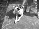 Blueberry-ADOPTED