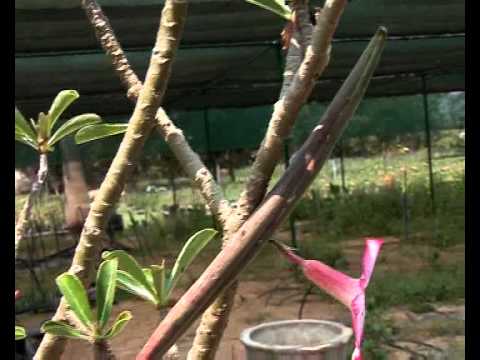 how to harvest adenium seeds