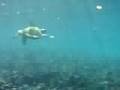 Sea turtle in hawaii