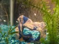 feeding time in the 10 gallon