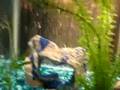 feeding time in the 10 gallon