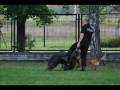 Policja z Malinois Police Vanessa Mae www.jamor.pl