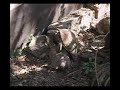 Tortoise doing-it (Funny)