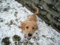 Jesse took Cassidy out in the snow while I was at work today - she went wild!