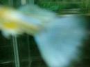 Blue Tail