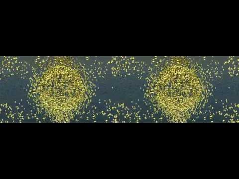 how to enable shockwave