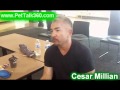 Cesar Millan - Pitt Bulls