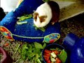 guinea pigs eating dinner 4.11.06