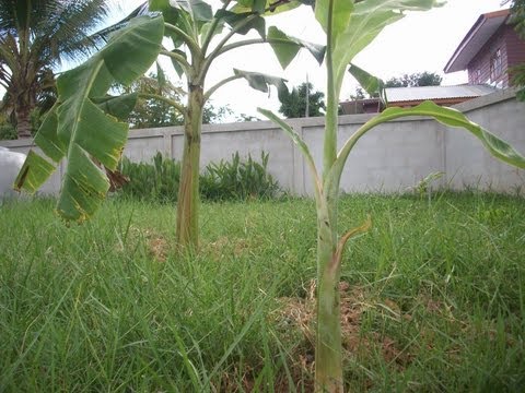 how to replant banana trees