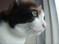 ??????- vol.19 - ?Happy Meow Year??-Talking Cat