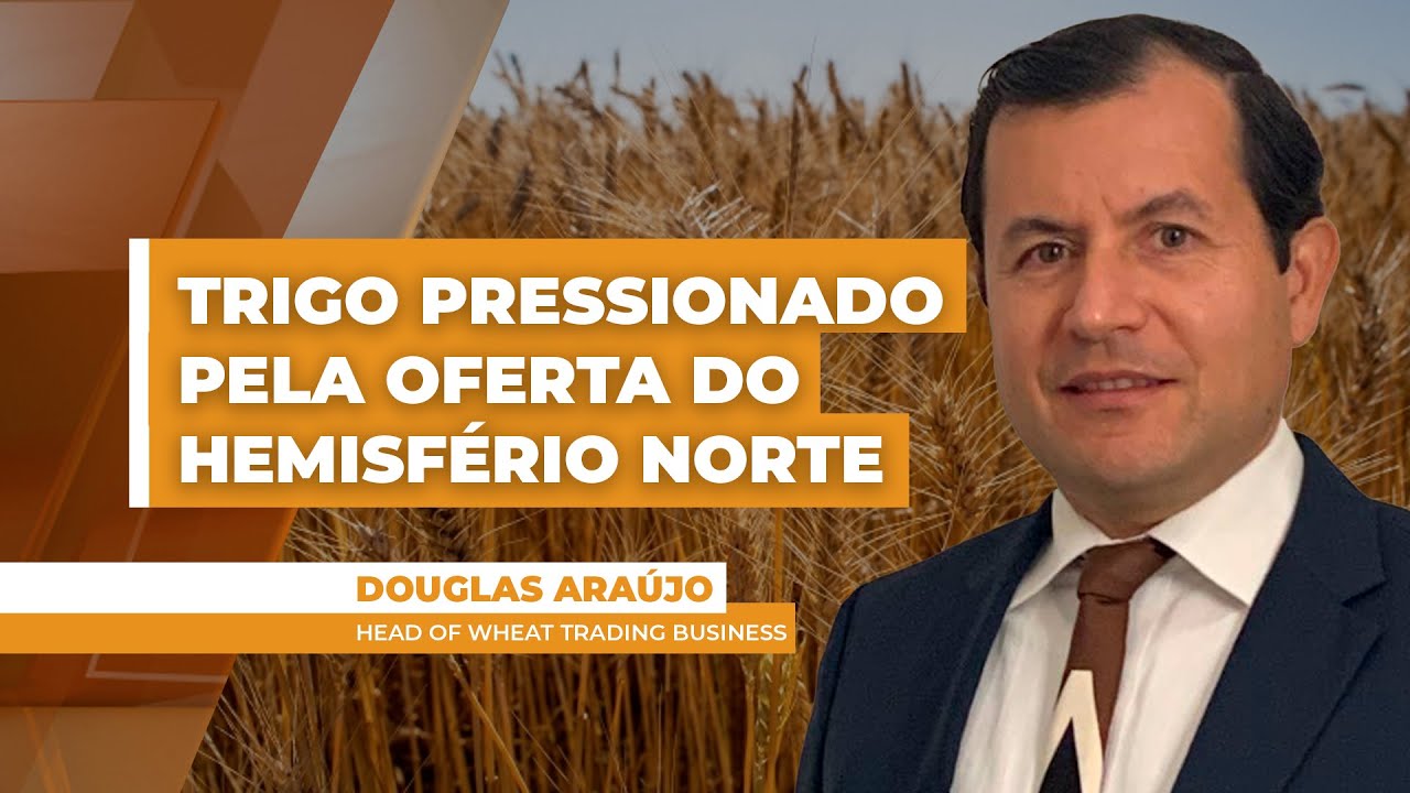 Trigo: Projeção de nova boa oferta do Hemisfério Norte pressiona preços globais e no BR