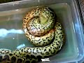 anaconda amarilla comiendo
